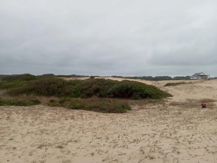 Tala de especies exóticas